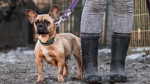 Białostockie schronisko szuka wolontariuszy. Jest jednak pewien warunek