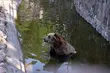 Chip i Dale w końcu na wybiegu! Niedźwiedzie wracają do formy po zimowej przerwie