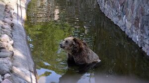 Chip i Dale w końcu na wybiegu! Niedźwiedzie wracają do formy po zimowej przerwie