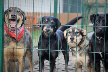 Dziś obchodzimy Światowy Dzień Bezdomnych Zwierząt. Jak możemy pomóc?
