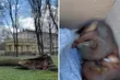 Przy Pałacu Branickich runęło drzewo. Wiewiórki straciły dom