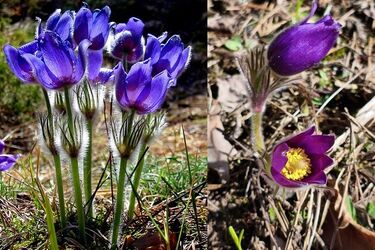 Wiosna nad Biebrzą. Zakwitły jedne z najrzadszych roślin w Polsce