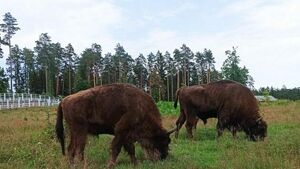 Marzysz o Wielkanocy w Puszczy Białowieskiej? Sprawdź atrakcje parku i oferty hotelowe