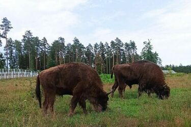 Marzysz o Wielkanocy w Puszczy Białowieskiej? Sprawdź atrakcje parku i oferty hotelowe