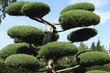Egzotyczny akcent w ogrodzie? Bonsai i topiary prosto z Białegostoku