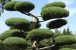 Egzotyczny akcent w ogrodzie? Bonsai i topiary prosto z Białegostoku