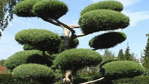 Egzotyczny akcent w ogrodzie? Bonsai i topiary prosto z Białegostoku