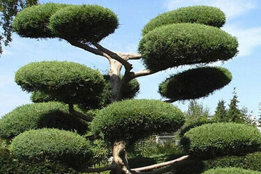 Egzotyczny akcent w ogrodzie? Bonsai i topiary prosto z Białegostoku
