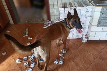 Hiena nie dał się oszukać. Owczarek udaremnił przemyt papierosów za ponad 100 tys. zł.
