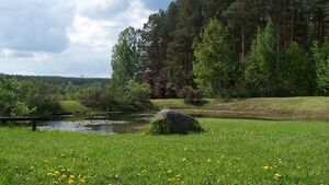 Arboretum w Kopnej Górze. Oaza natury w sercu Puszczy Knyszyńskiej [ZDJĘCIA]