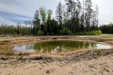 Nie tylko jeziora. Augustów zaprasza do leśnych oaz życia