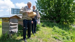 Białostockie pszczoły produkują coraz więcej miodu. Rozpoczęło się miejskie miodobranie