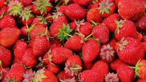 GIS ostrzega przed truskawkami z popularnego dyskontu. Wykryto Salmonellę