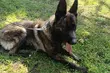 Nowy pies w białostockiej policji. Wiro będzie tropił przestępców i szukał zaginionych 