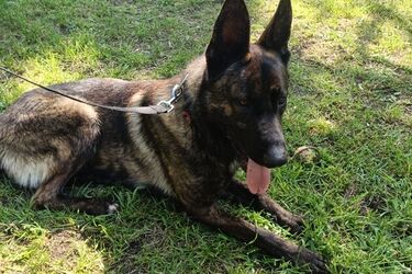 Nowy pies w białostockiej policji. Wiro będzie tropił przestępców i szukał zaginionych 