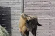 Żubrzyca z Kopnej Góry wreszcie ma imię. Poznajcie Karmelę