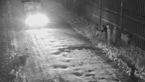 Migranci atakują patrole na granicy. Zatrzymano dwóch kurierów