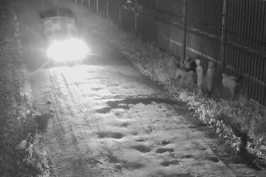 Migranci atakują patrole na granicy. Zatrzymano dwóch kurierów