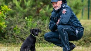 Mała Zora w służbie KAS. Labrador szykuje się do tropienia przemytników