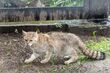 Akcent ZOO ma nowego mieszkańca. To wyjątkowy i rzadki gość
