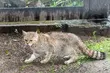 Akcent ZOO ma nowego mieszkańca. To wyjątkowy i rzadki gość
