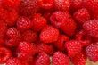 Sezon grozy dla producentów malin. Skup płaci o połowę mniej