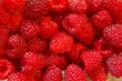 Sezon grozy dla producentów malin. Skup płaci o połowę mniej