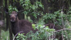 Długi weekend w Narwiańskim Parku Narodowym. Sprawdź dostępne atrakcje