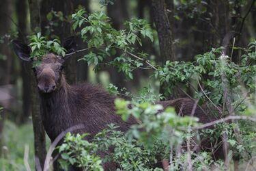 Długi weekend w Narwiańskim Parku Narodowym. Sprawdź dostępne atrakcje