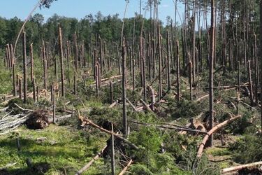 Tam nie pospacerujesz. Nadleśnictwo Supraśl ogłosiło zakaz wstępu do lasu