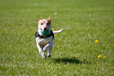 Darmowe woreczki i kosze na psie odchody? Radna dzieli się pomysłem