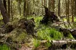 100 lat dzikiej przyrody nad Biebrzą. Historia Czerwonego Bagna