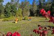 W Arboretum w Kopnej Górze stanęły drewniane rzeźby. Kto jest ich autorem?