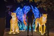 Magiczny świat zwierząt. Wkrótce rusza plenerowa wystawa świetlna w Wasilkowie