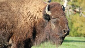 Nie podchodź do żubra! Dlaczego w Puszczy Białowieskiej trzeba zachować dystans?