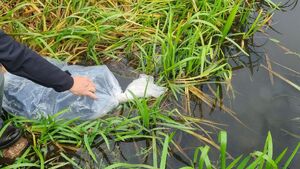 W Narwi pojawił się nowy drapieżnik. Efekt? Rzeka może tylko na tym zyskać