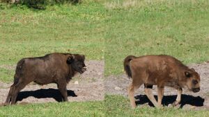 Żubry z Białowiskiego Parku Narodowego czekają na imiona. Trwa konkurs