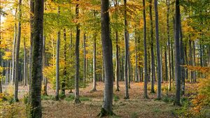 Jesień w lesie. Spacerowiczu, uważaj na niebezpieczne znaleziska