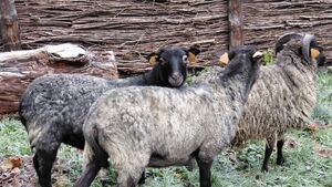 Białostockie Akcent ZOO ma nowych mieszkańców