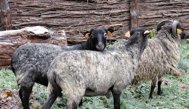 Białostockie Akcent ZOO ma nowych mieszkańców