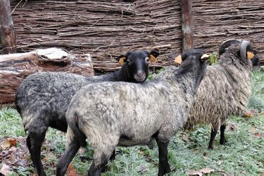 Białostockie Akcent ZOO ma nowych mieszkańców