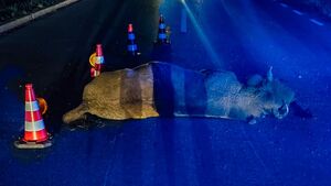 Coraz więcej żubrów ginie na drogach. Policja przestrzega kierowców