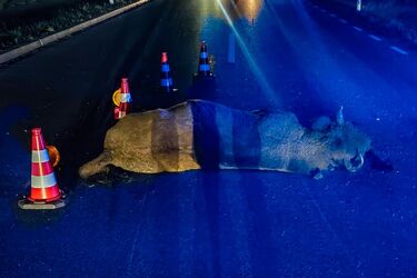 Coraz więcej żubrów ginie na drogach. Policja przestrzega kierowców