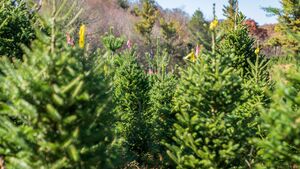 Choinki z Nadleśnictwa Dojlidy. Podajemy terminy sprzedaży i ceny