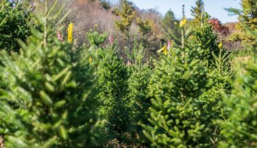 Choinki z Nadleśnictwa Dojlidy. Podajemy terminy sprzedaży i ceny
