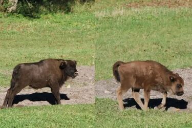 Konkurs zakończony. Internauci wybrali imiona dla młodych żubrów z Białowieży