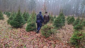 Nawet 5 lat więzienia. Policja ostrzega przed nielegalną wycinką choinek