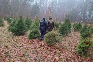 Nawet 5 lat więzienia. Policja ostrzega przed nielegalną wycinką choinek