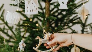 Wymień sztuczną choinkę na żywą. Setki drzewek czekają na mieszkańców miasta