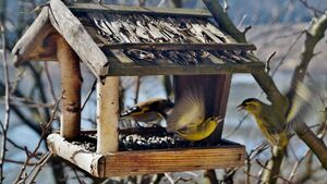 Białystok wspiera ptaki zimą. Jak otrzymać darmowy karmnik?